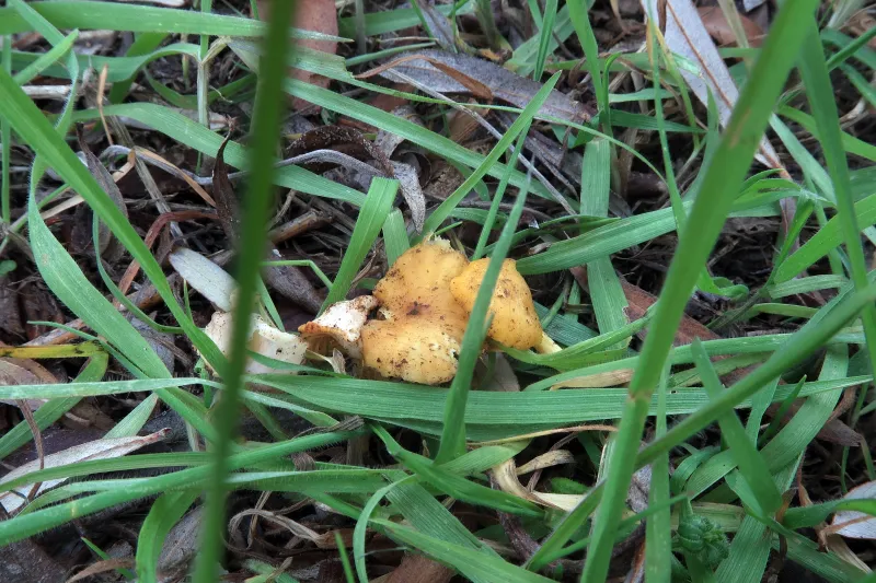 Cantharellus gallaecicus 1 - IMG_6840